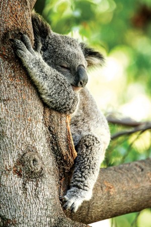 Tree-Hugging-Koalas-Lego-Girl
