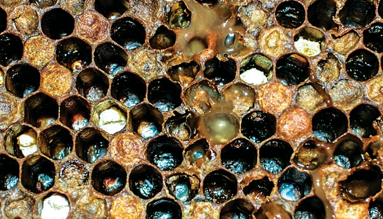 Natural Products Give New Hope For The Honeybee