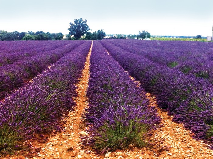 Doterra Lavender Field