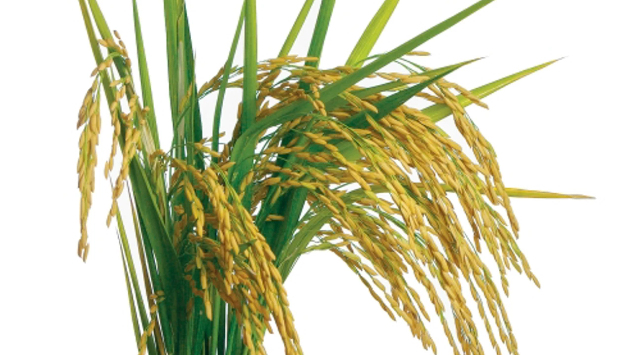 Firms Glean The Rice Harvest For Silica