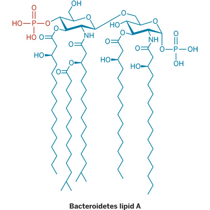 Gut-Bacteria-Dodge-Friendly-Fire