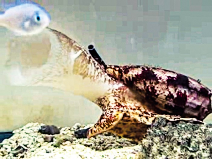 ConeSnailsJoltFishInsulin