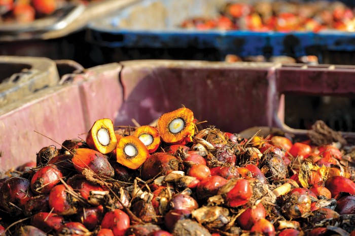 Making-Palm-Oil-Sustainable