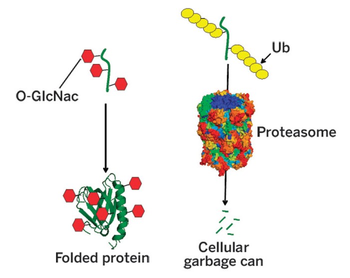 Sugar-Helps-Proteins-Live-Long