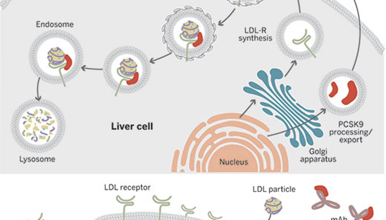 Cholesterol-Lowering PCSK9 Inhibitors Near Market Entry