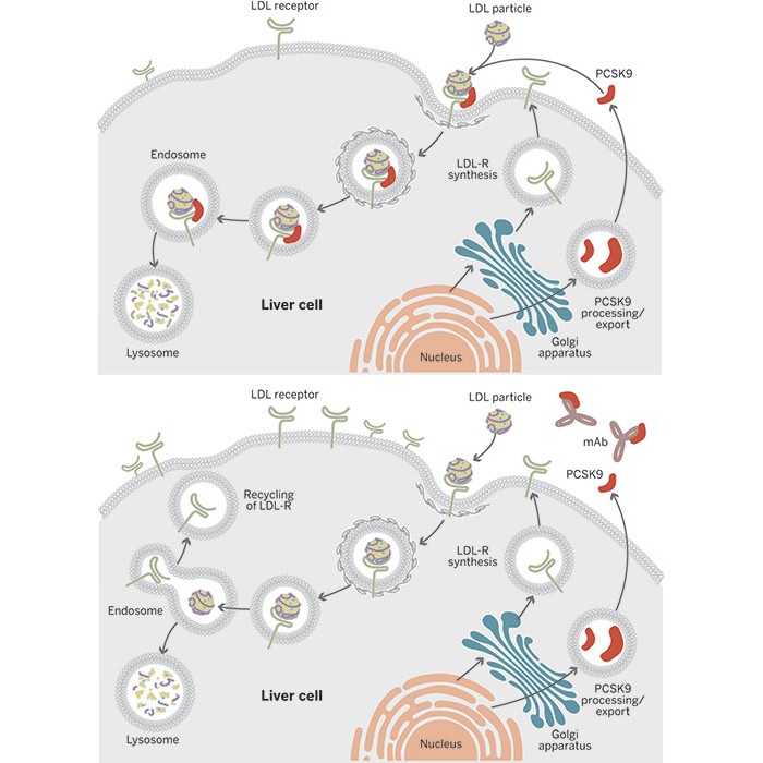 Cholesterol-Lowering-PCSK9-Inhibitors-Near