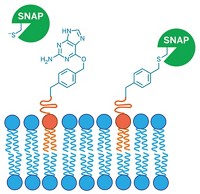 Serving the chemical, life science, and laboratory worlds