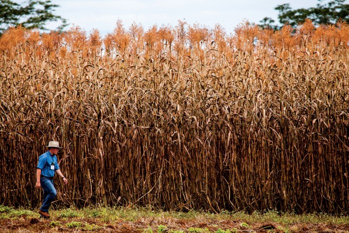 Farmers harvest corn at Field of Dreams