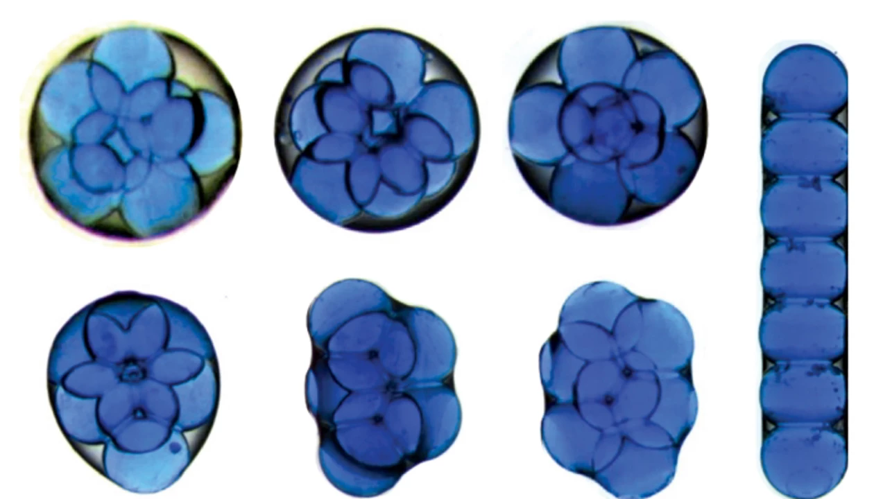 Microfluidic Technique Forms Complex Patterns From Soft Materials