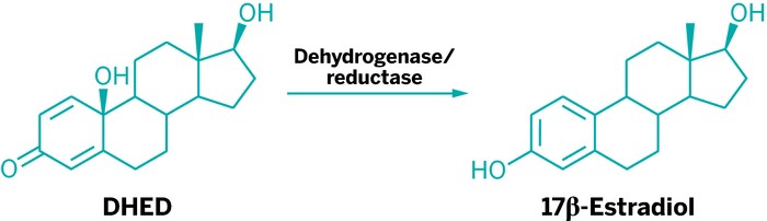 Prodrug-Delivers-Estrogen-Just-Brain