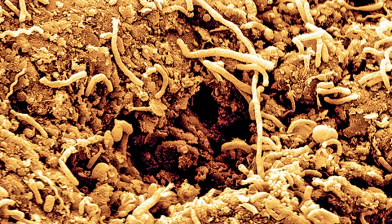 Ancient Bacteria Still Busy In The Deep