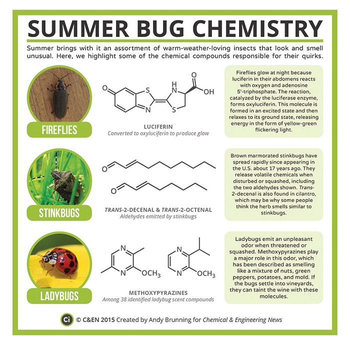 Periodic-Graphics-Summer-Bug-Chemistry