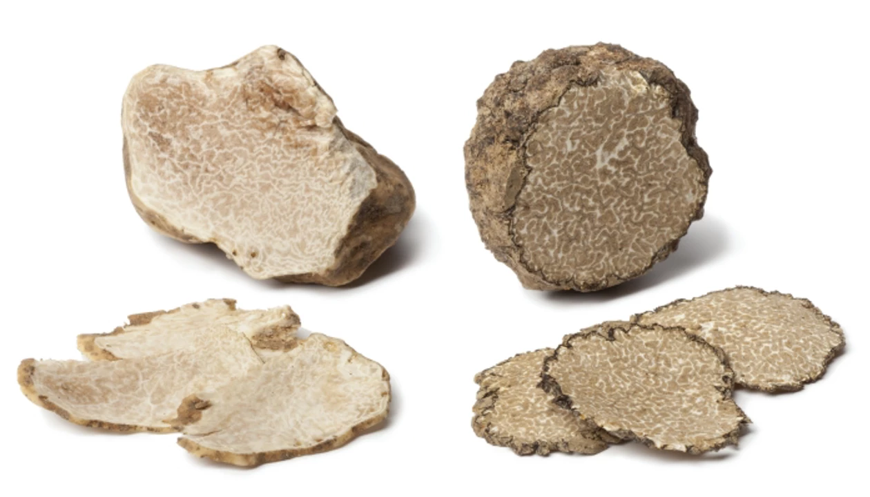 Can Truffles Survive Cold Weather: Essential Facts Revealed