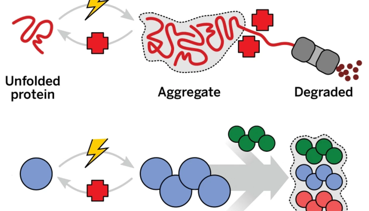 Study Paints New Portrait Of Cell’s Response To Stress