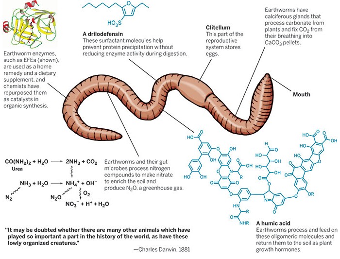 Earthworm Reproduction Anatomy WormWatch