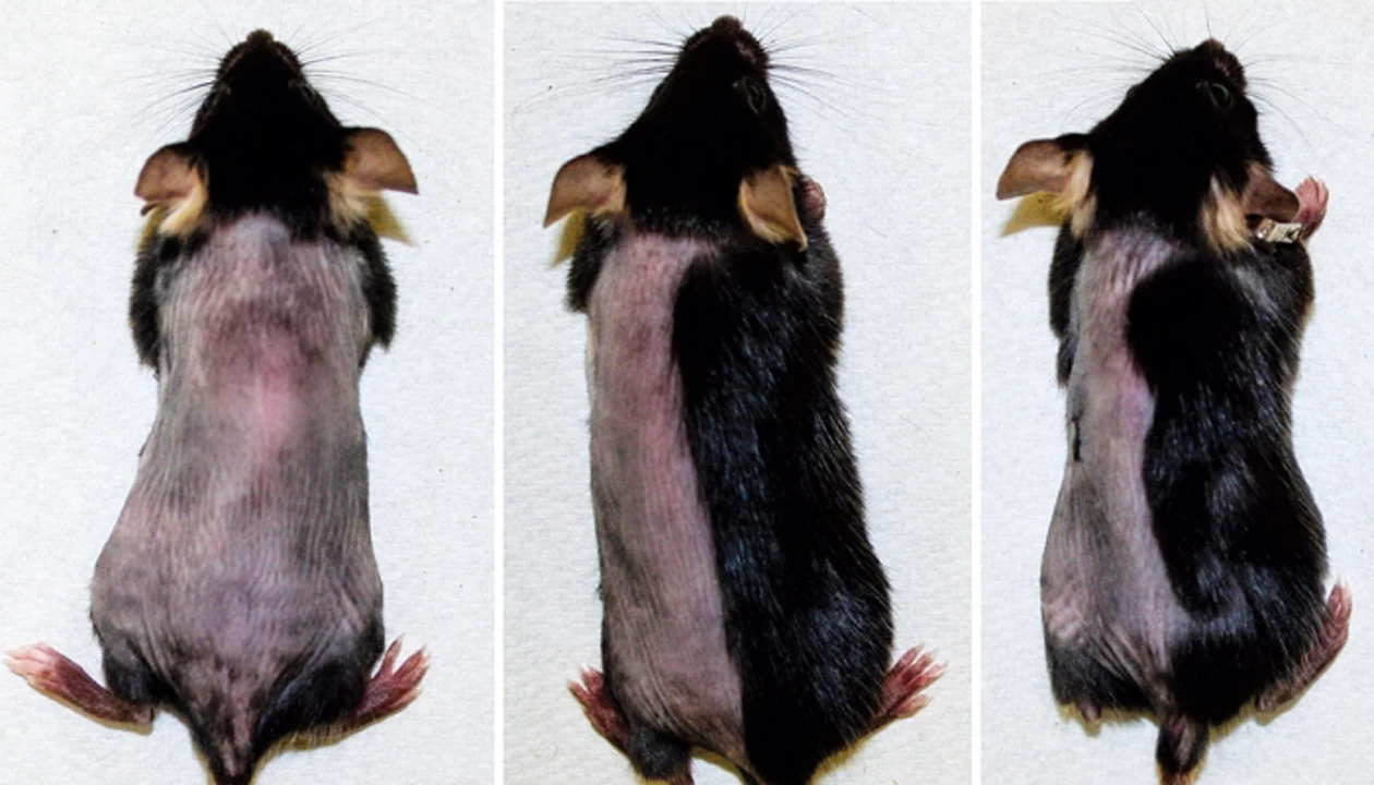 FDA-Approved Drugs Boost Hair Regrowth In Mice