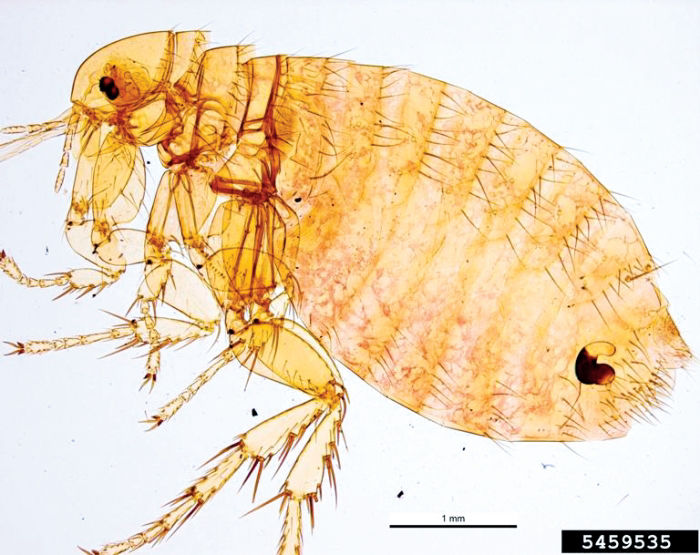 Pulex irritans. Крысиная блоха переносчик.