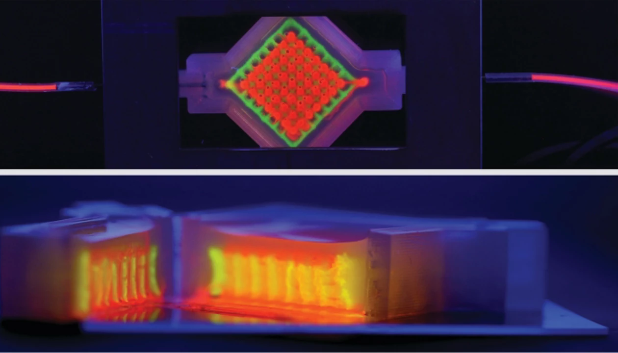 Engineered tissue goes bigger, lives longer