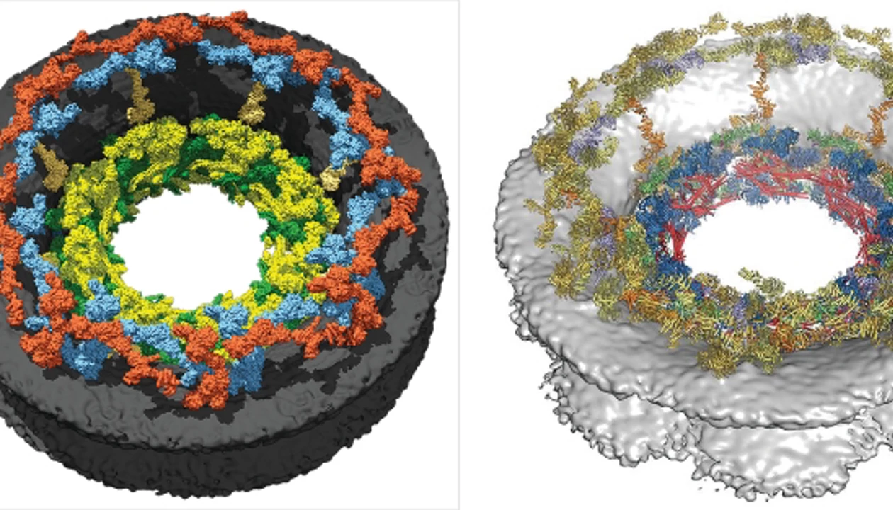 New close-up views of the nuclear pore complex