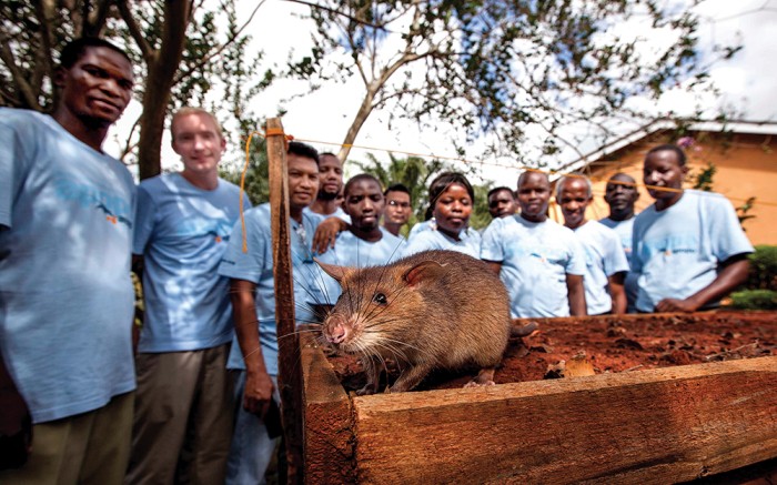 Biggest Rat On Earth