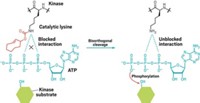 Serving the chemical, life science, and laboratory worlds