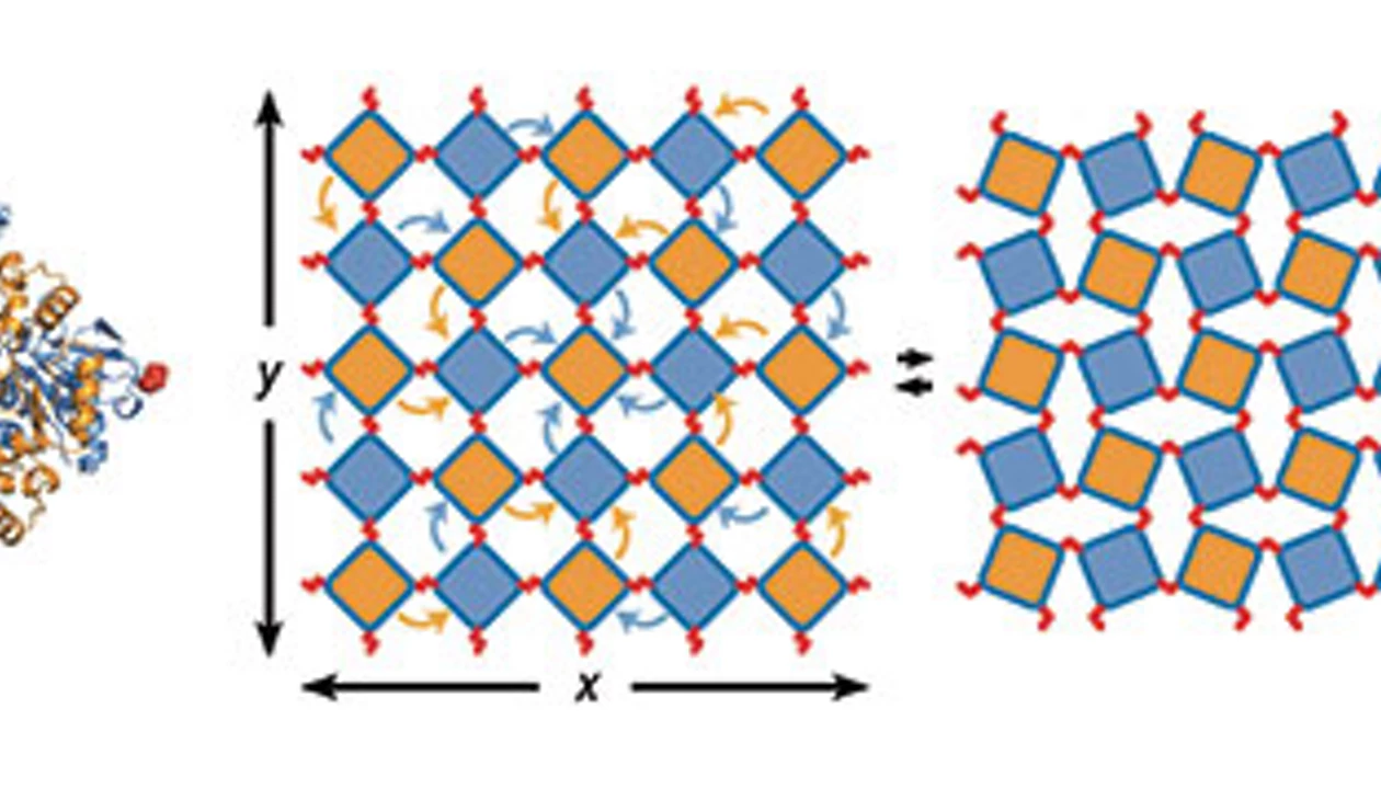 Protein design yields material with unprecedented two-way stretchiness