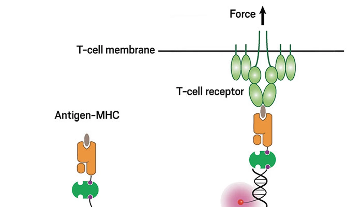 T cells tug on antigens