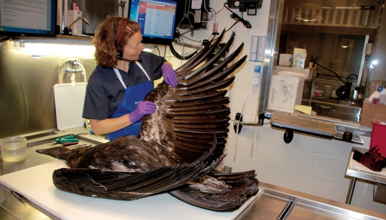 C&EN profiles the U.S. Fish & Wildlife forensics lab, the nation’s CSI ...