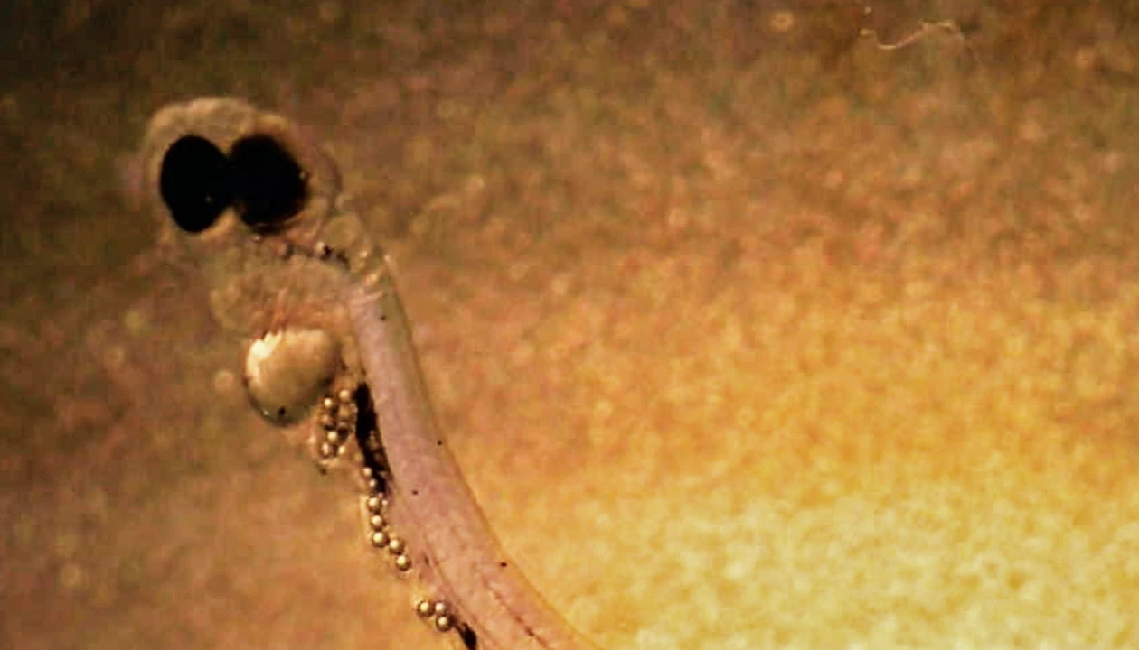 Microplastics stunt fish growth and alter behavior