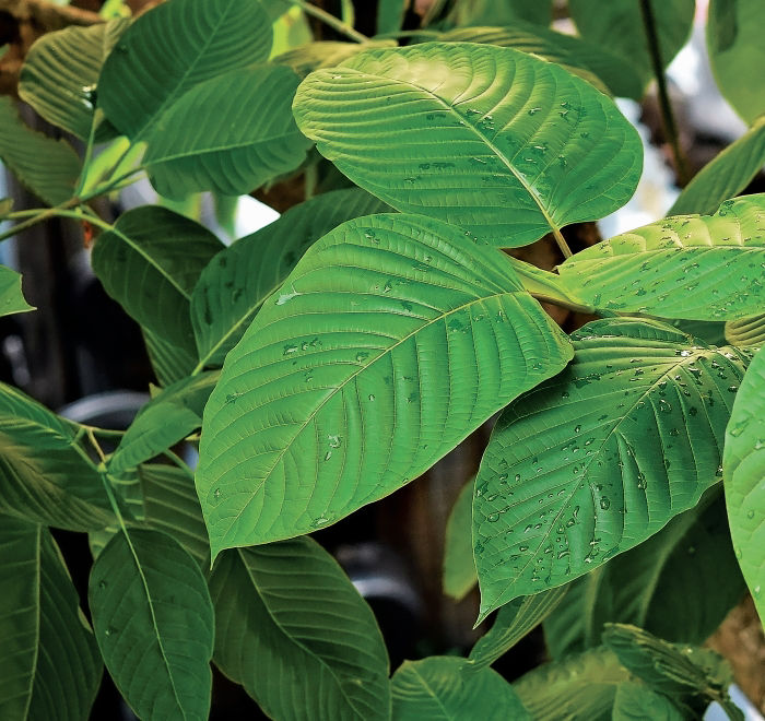 manfreda plant Shop 'Manfreda undulata Chocolate Chips' Care & Growing Guide main image 1