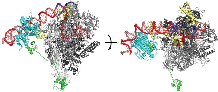 Transcription-activation-complex-analyzed-high
