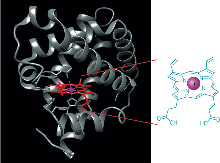 Chemists-engineer-metalloproteins-novel-activities