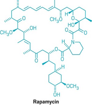A visual structure of rapamycin.