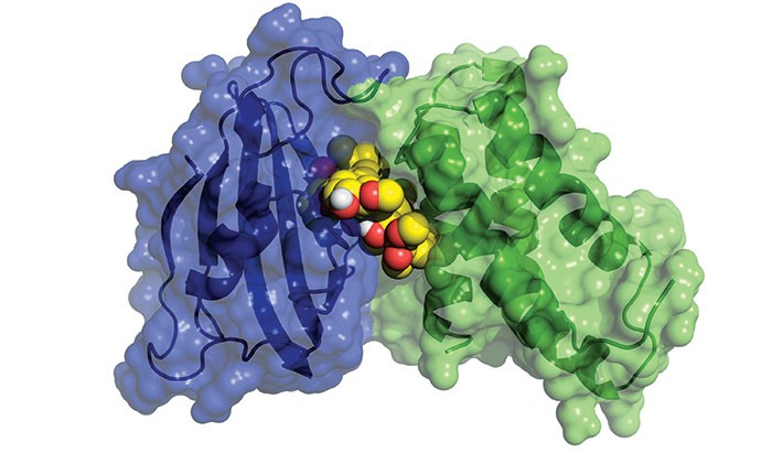 A crystal structure of rapamycin bound to FKBP12 and its binding domain in mTOR.