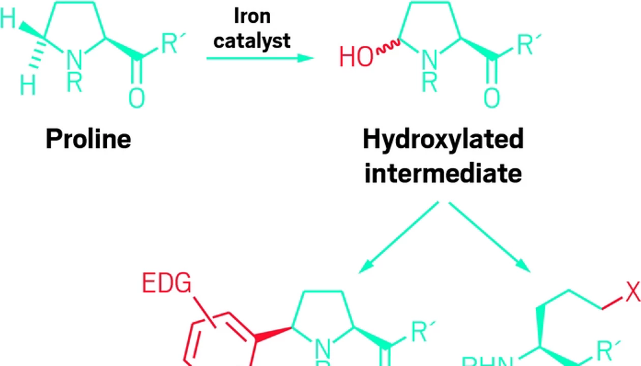 Iron catalysts diversify amino acids and peptides