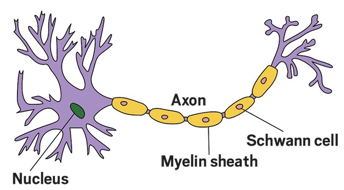 Receptor-prion-protein-identified