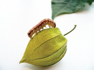 Ground cherries boost caterpillars immune