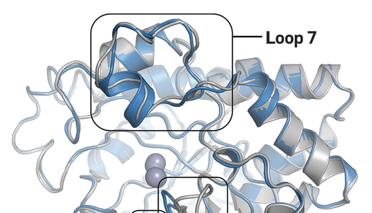 Chemists reversibly evolve enzyme