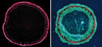 Serving the chemical, life science, and laboratory worlds