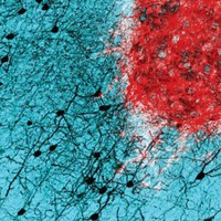 Serving the chemical, life science, and laboratory worlds