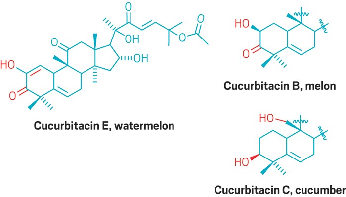 Bitterness-wild-cucumber-melon-watermelon