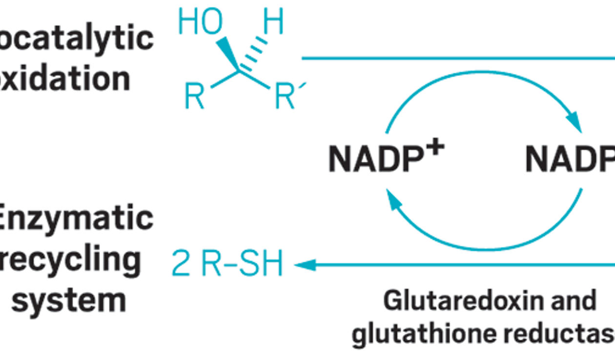 Biocatalytic cofactor recycled efficiently