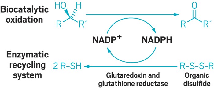 Nadp Tolerance To NADH/NAD+ Imbalance Anticipates Aging And Anti Aging