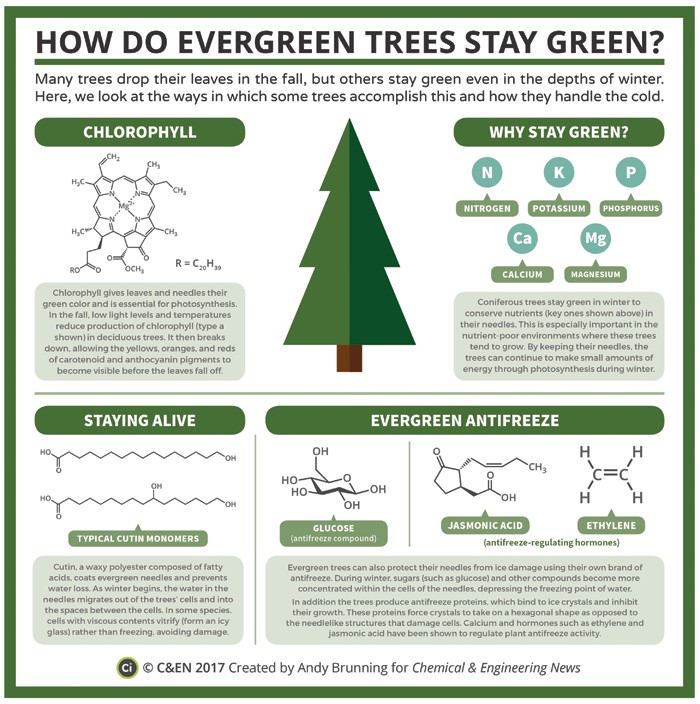 Here's how evergreen trees stay green all year
