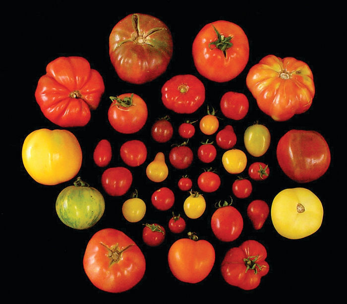 Vince's Market - The beefsteak tomato is one of the largest varieties of  cultivated tomatoes, some weighing 1 pound or more (some even grow to weigh  as much as 4 pounds!). Most