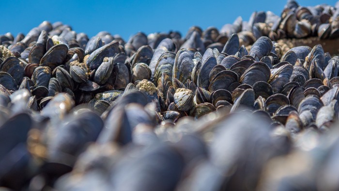 Mussel-glues-rely-cation-aromatic