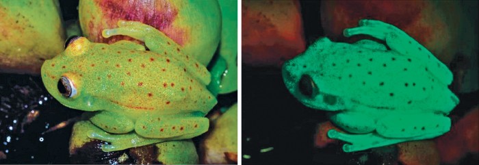 First-naturally-fluorescing-frog-found