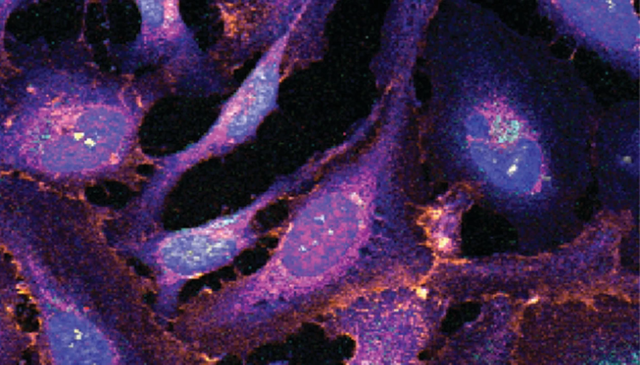 New dyes enable super-multicolor imaging