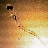 Serving the chemical, life science, and laboratory worlds