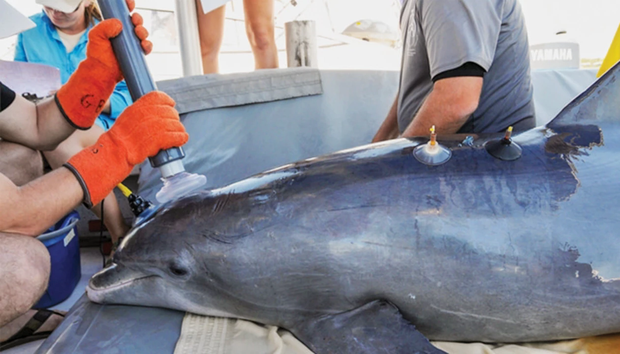 A breath test for dolphin health